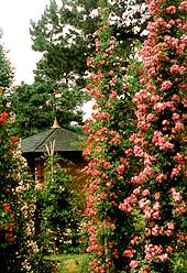 Rosarium